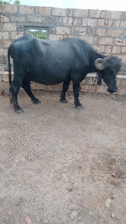 ભેસ‌ વેસવાની છે