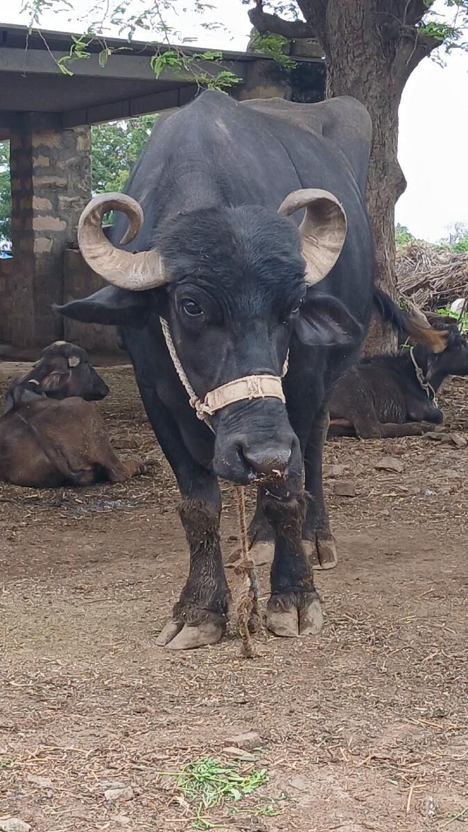 2 જૂ વેતર
