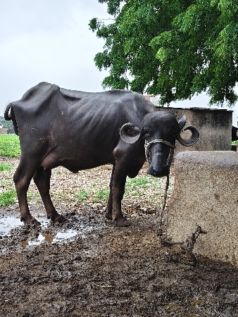 ભેંસ
