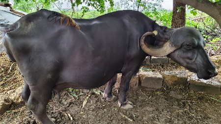 ભેંસ વેચવાની છે