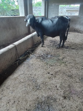 પેલું વેતર