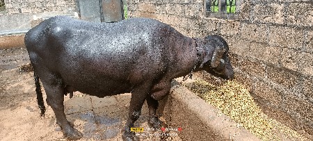 ભેંશ વેચવાની છે