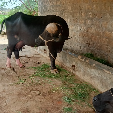 બીજું વેતર ભેંસ વેચવાની છે