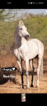 કાઠીયાવાડી ઘોડી લેવાની છે