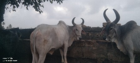 2ji dhar