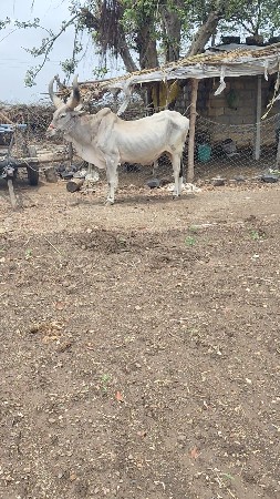 ચોથી વાવણી વાવેલ છે