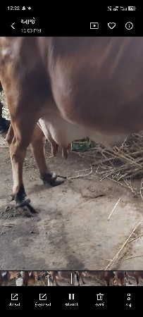 હોળકી વેચવાની છે
