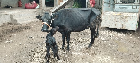 જર્સી ગાય વેચવાની છે.