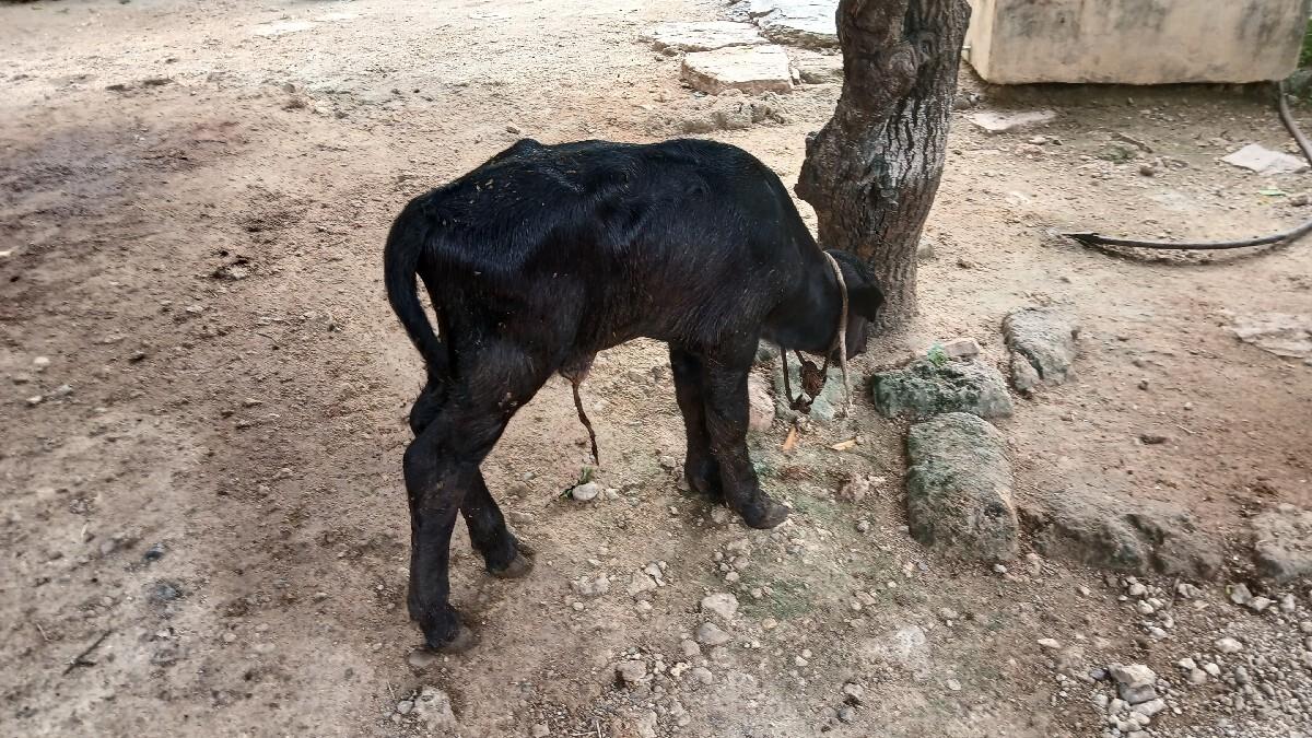 પાડો વેચવાનો છૂ