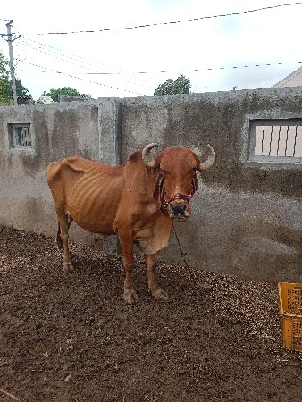 બંડધ વેચવાના છે
