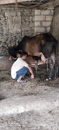 ત્રણ ગાયો વેચવાની છે
