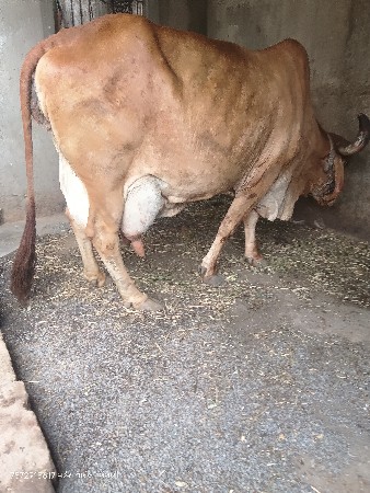 સોન કપિલા ગાય વેચવાની છે