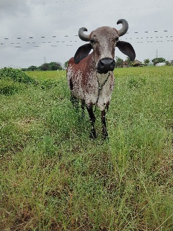 ગાય વેચવાની છે