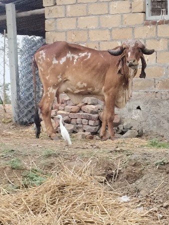 ગાય વેચવાની છે પેલું વેતર