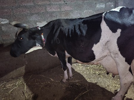 જર્સી ગાય🐄