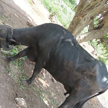 ભેંસ વેચવાની છે