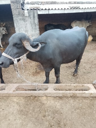 ભેંસ વેચવાની છે પેલું વેતર