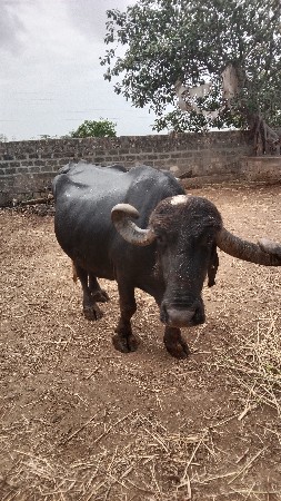 વેચવાની