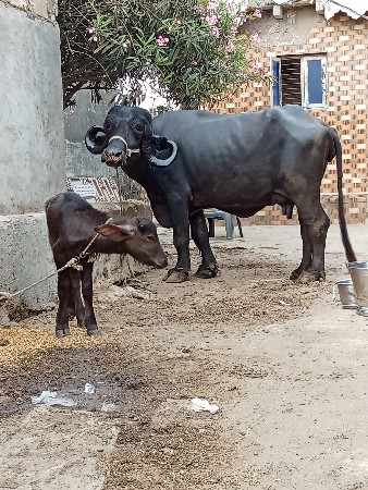 ભેશ વેછવાની છે બેજુ વેતર છે