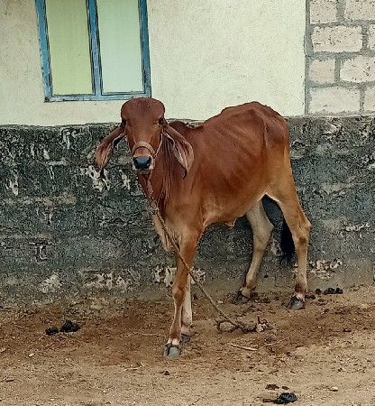 વાસડી