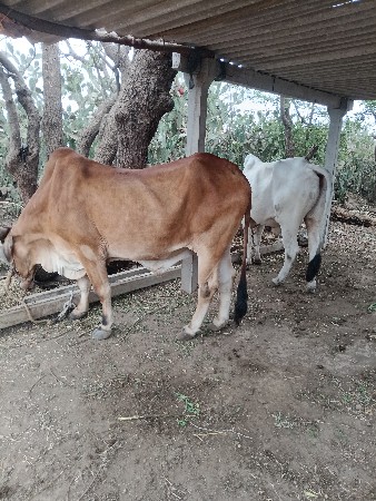 આ બળદ વેચવાના છે.