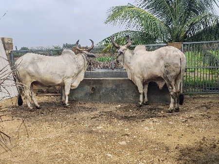 બળદ વેચવાના છે