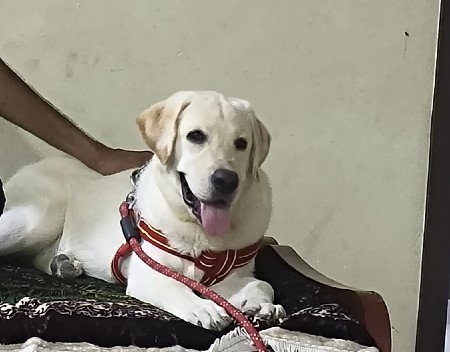 Labrador Puppy 6 months