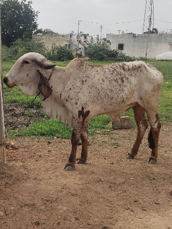 આનંદ ભારાઈ