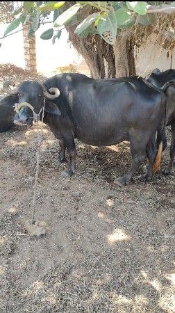 ભેસ