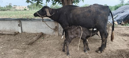 ભેંસ વેચવાની છે