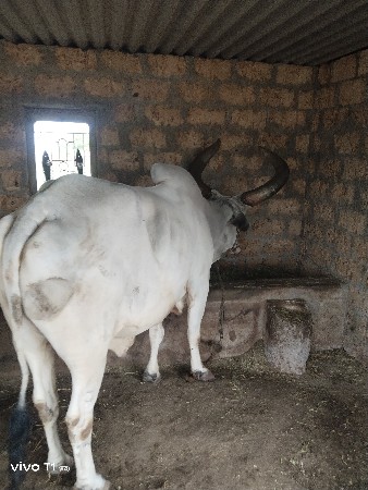 વેચવા નો સે બળદ