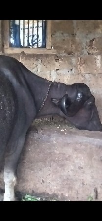 આ ભેંસ વેચવાની છે