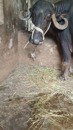 બીજા વેતર માં