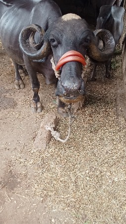 ભેંશ વેચવાની છે