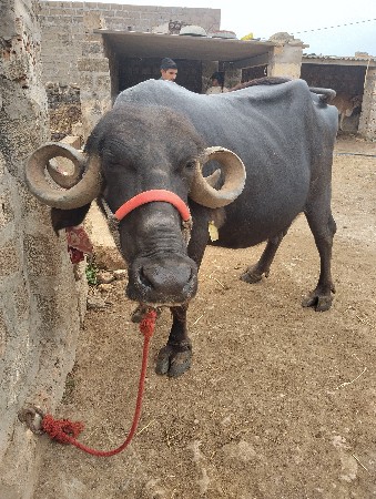 ભેંસ વેચવાની છે 6 આચર ચાલુ 10/12