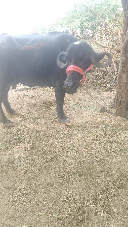 વેતરી ખરેલી વેચવાની છે