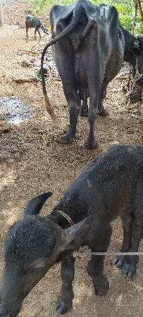 ભેંસ વેચવાની સે