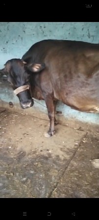 ગીર ક્રોસ હોડકી વેચવાની છે