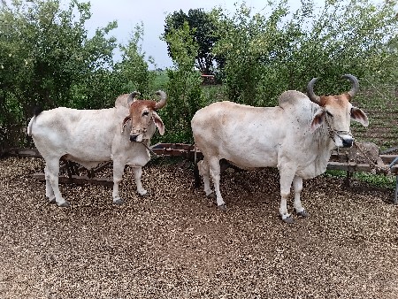 બડદ