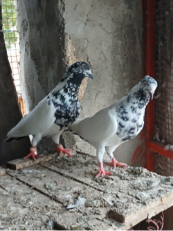 Kabootar