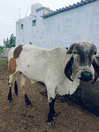 ગીર હોડકી છે વેચવાની છે