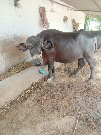 રામભાઈ ડેર