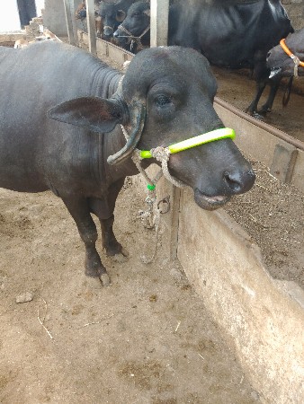ભેંસ વેચવાની છે