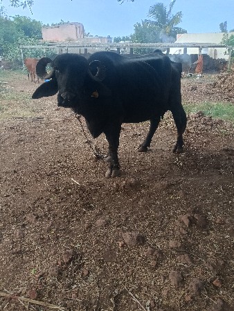 ભેંસ વેચવાની છે