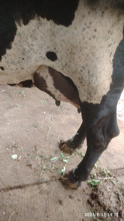 ગીર ક્રોસ