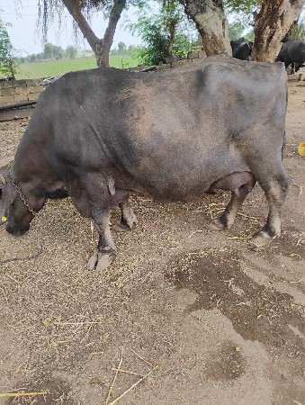 ભેંસ વેચવાની છે