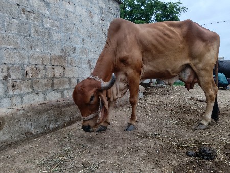 ગાય વેસવાનીસે 2 મહીનાની વીયાણલસે