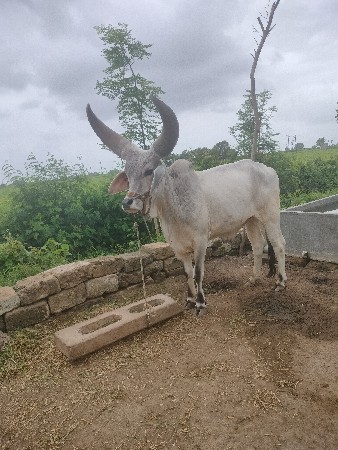 બળદ વેચવાના છે.