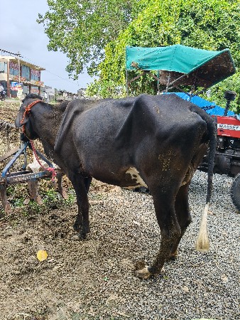જર્સી