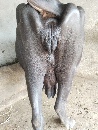ભેંસ વેચવાની છે 15 દિવસની કાચી